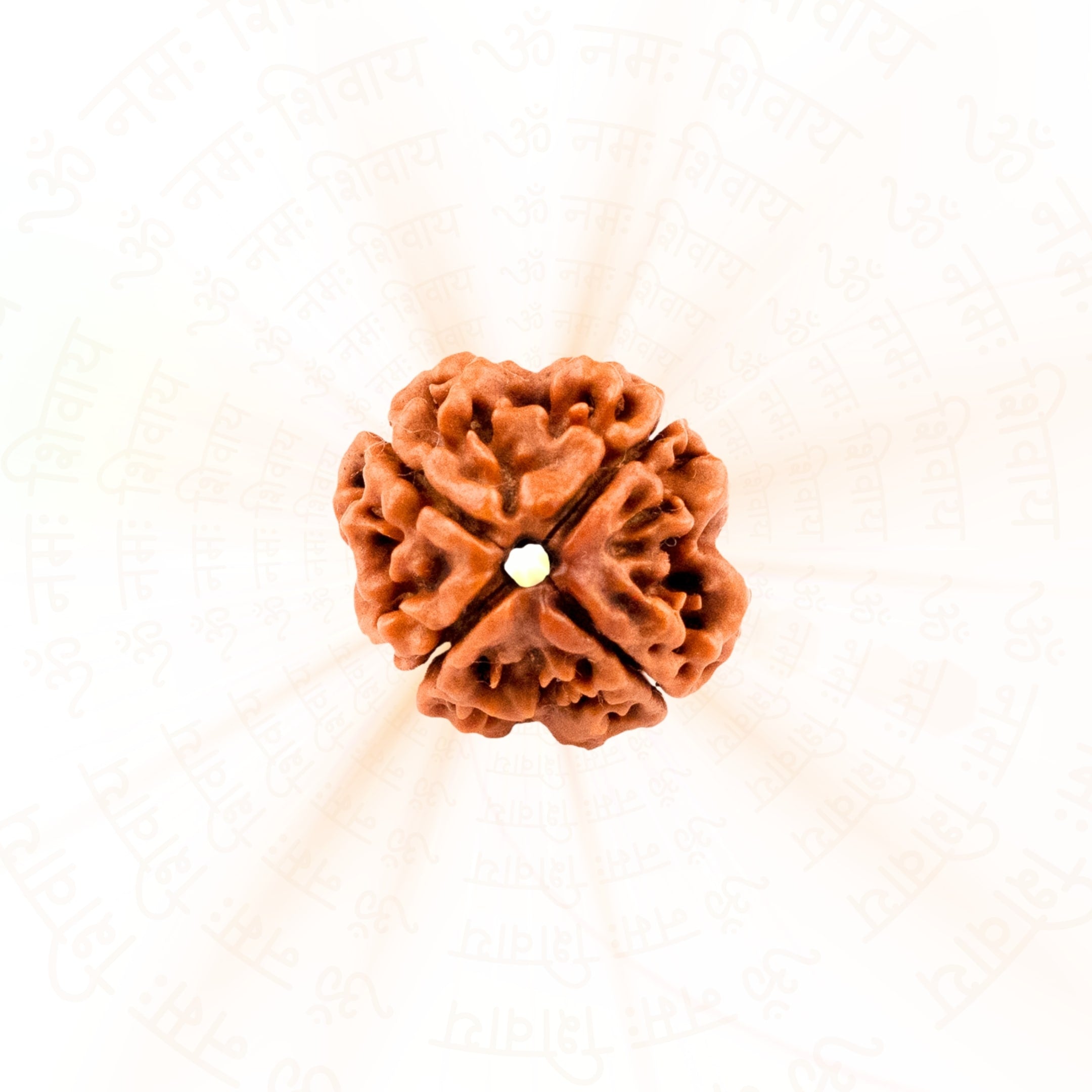 4 Mukhi Rudraksha