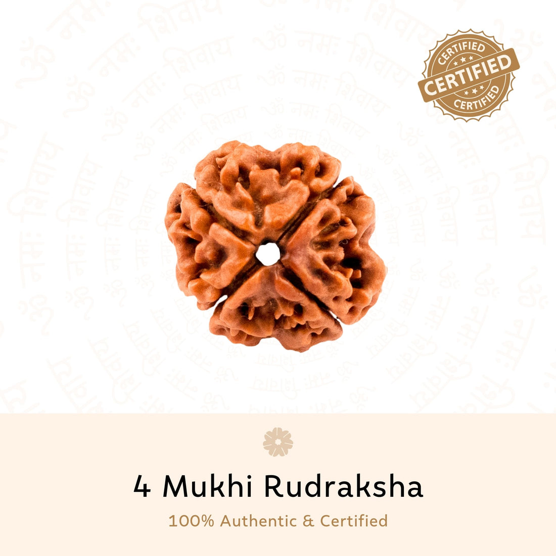 Authentic 4 Mukhi Rudraksha