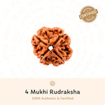 Authentic 4 Mukhi Rudraksha