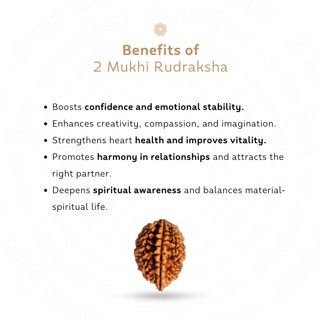 Benefits of 2 Mukhi Rudraksha