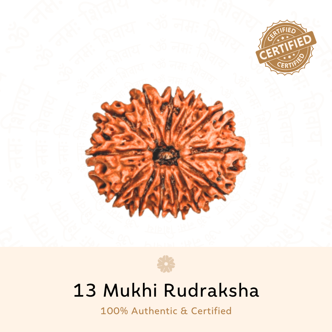 Authentic 13 Mukhi Rudraksha