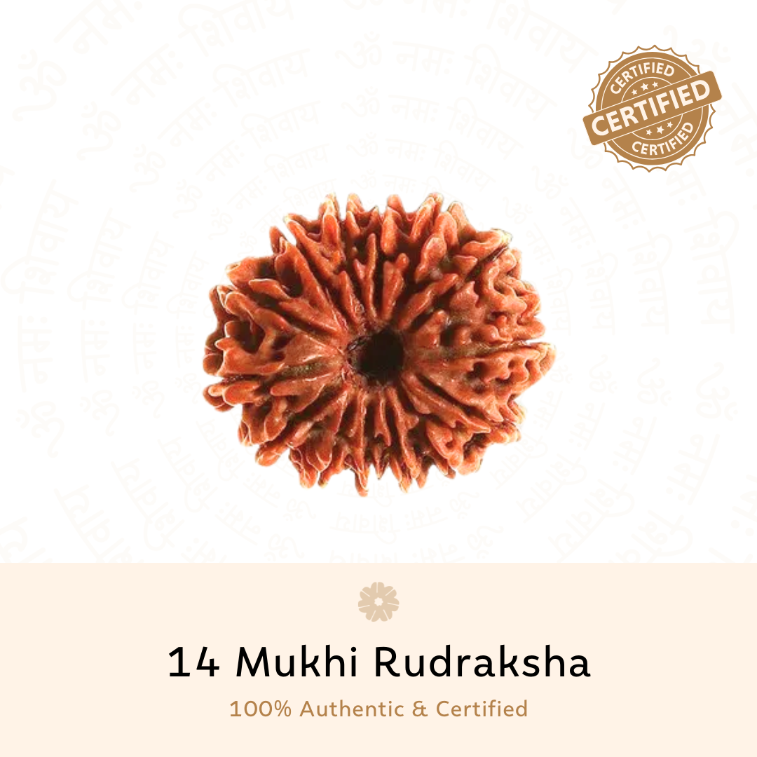 Authentic 14 Mukhi Rudraksha
