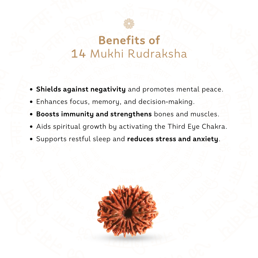 Benefits of 14 Mukhi Rudraksha