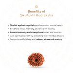 Benefits of 14 Mukhi Rudraksha