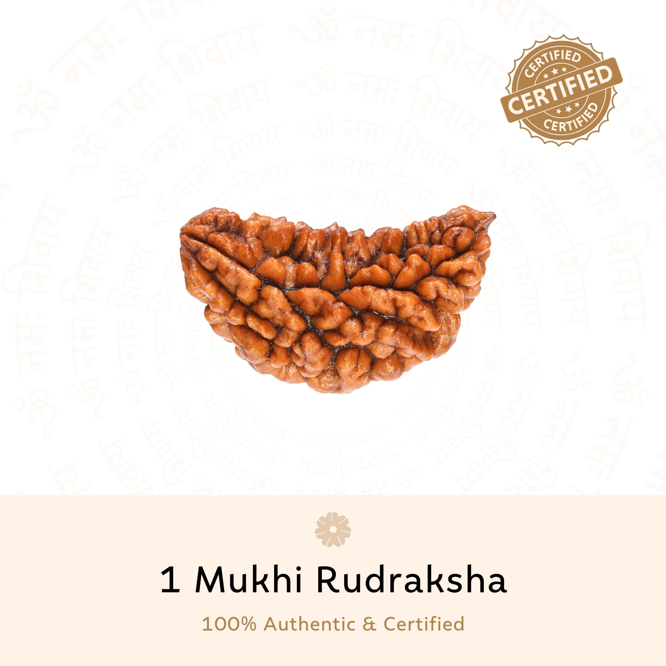 Authentic 1 Mukhi Rudraksha
