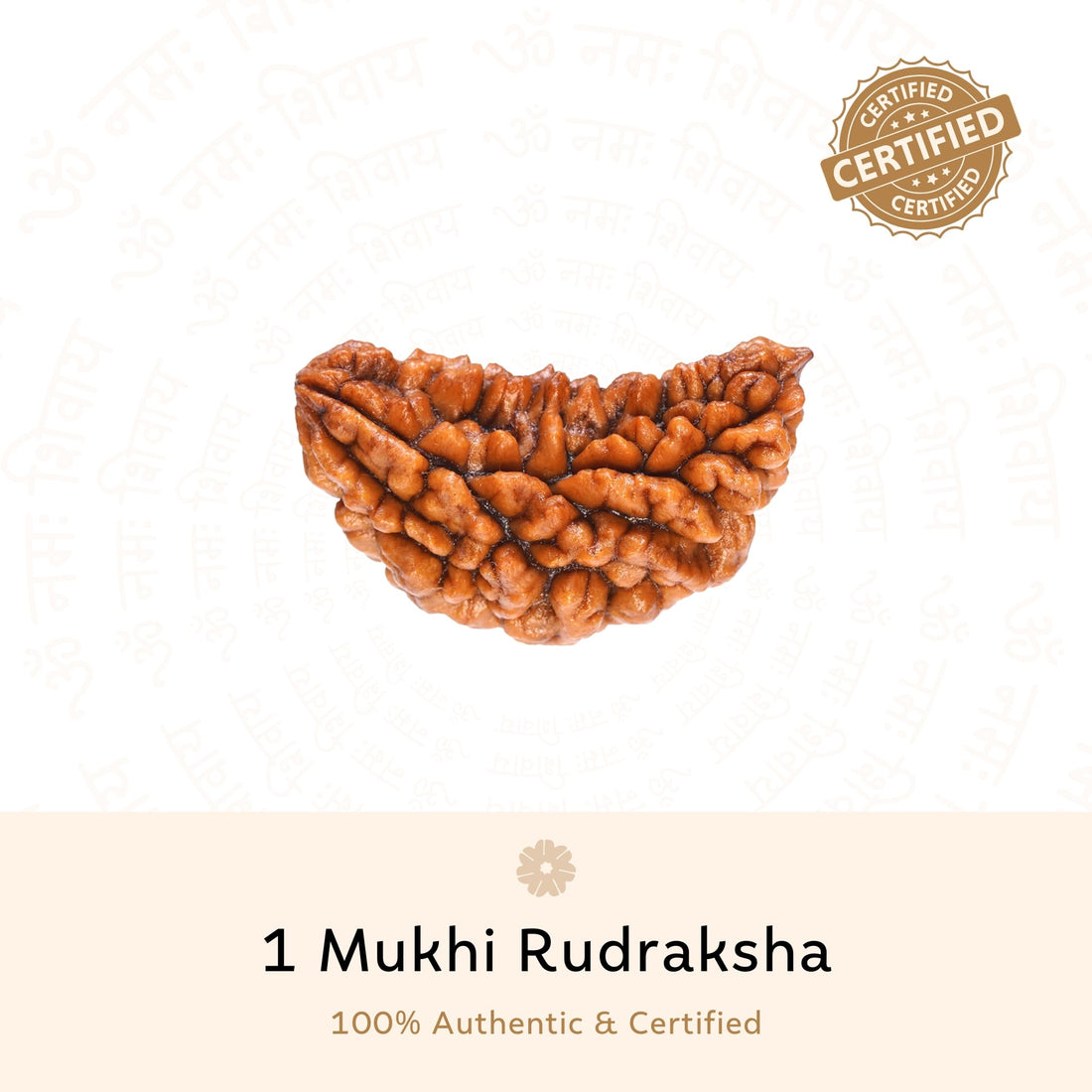 Authentic 1 Mukhi Rudraksha