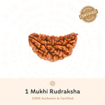 Authentic 1 Mukhi Rudraksha