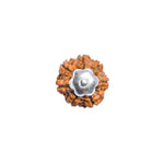 Authentic Silver Capping 7 Mukhi Rudraksha Pendant With Chain