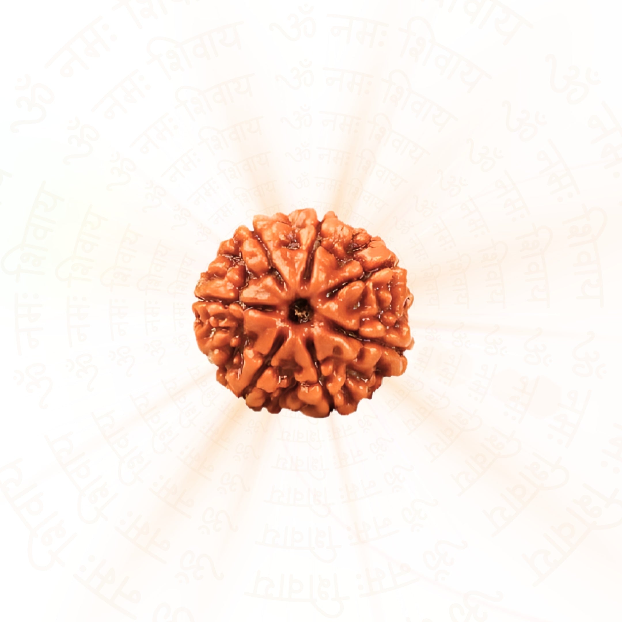 7 Mukhi Rudraksha
