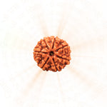 7 Mukhi Rudraksha