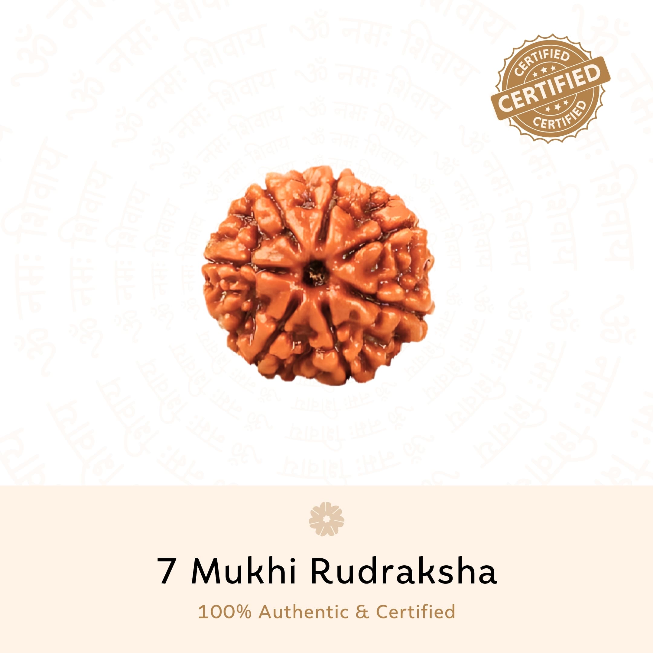 Authentic 7 Mukhi Rudraksha