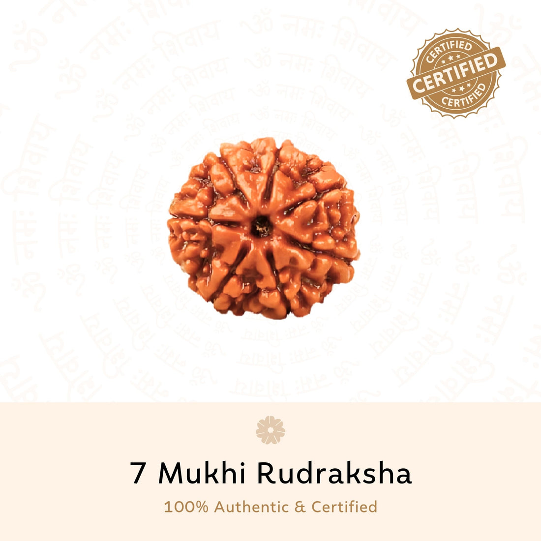 Authentic 7 Mukhi Rudraksha