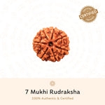 Authentic 7 Mukhi Rudraksha