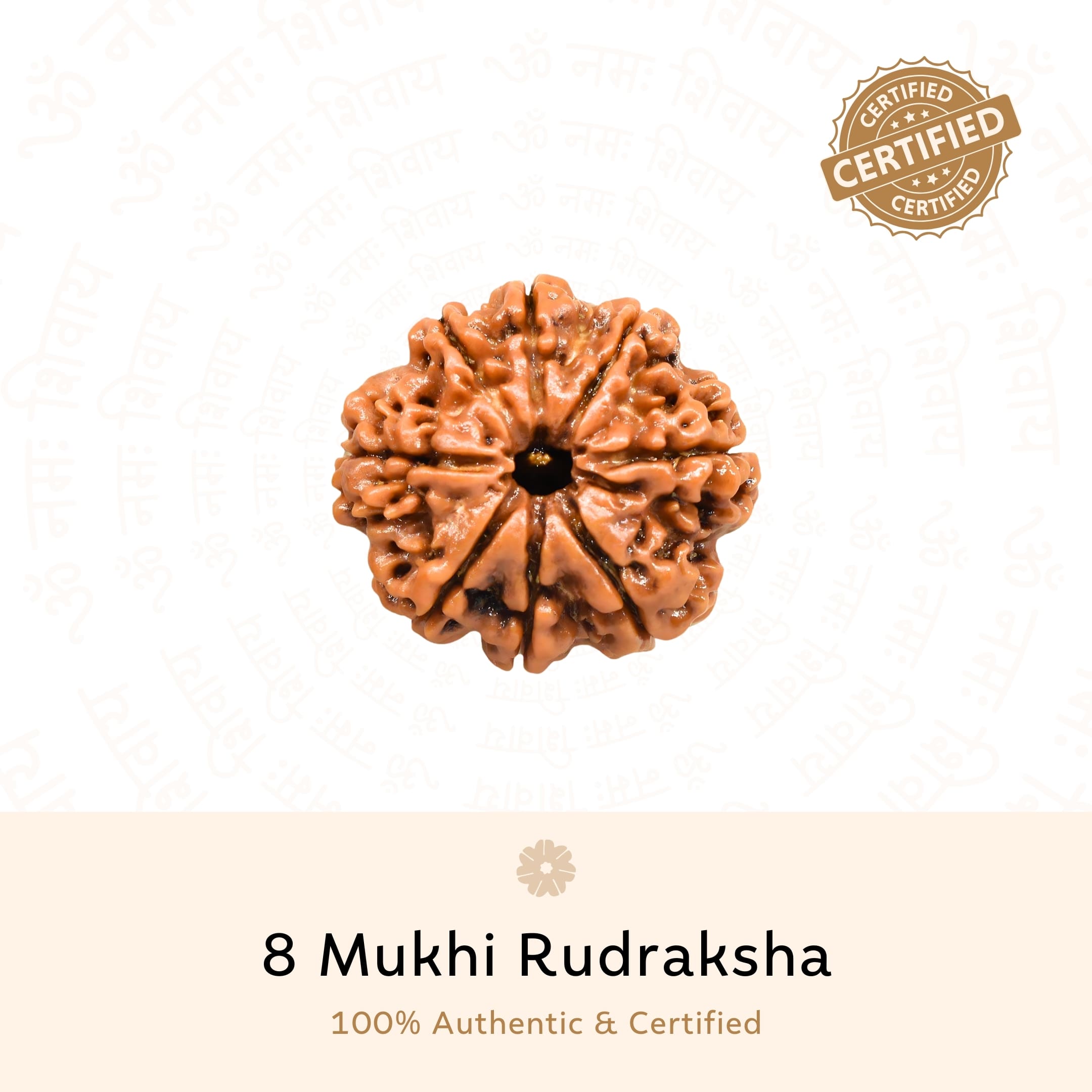 Authentic 8 Mukhi Rudraksha