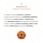 Benefits of 8 Mukhi Rudraksha