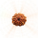 9 Mukhi Rudraksha