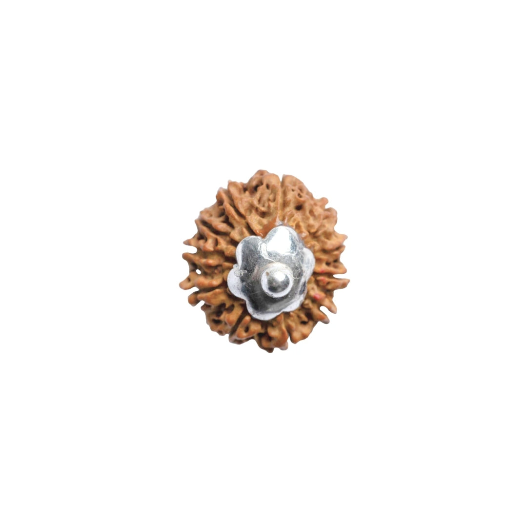 11 Mukhi Rudraksha Silver Capping Pendant ( Nepali )