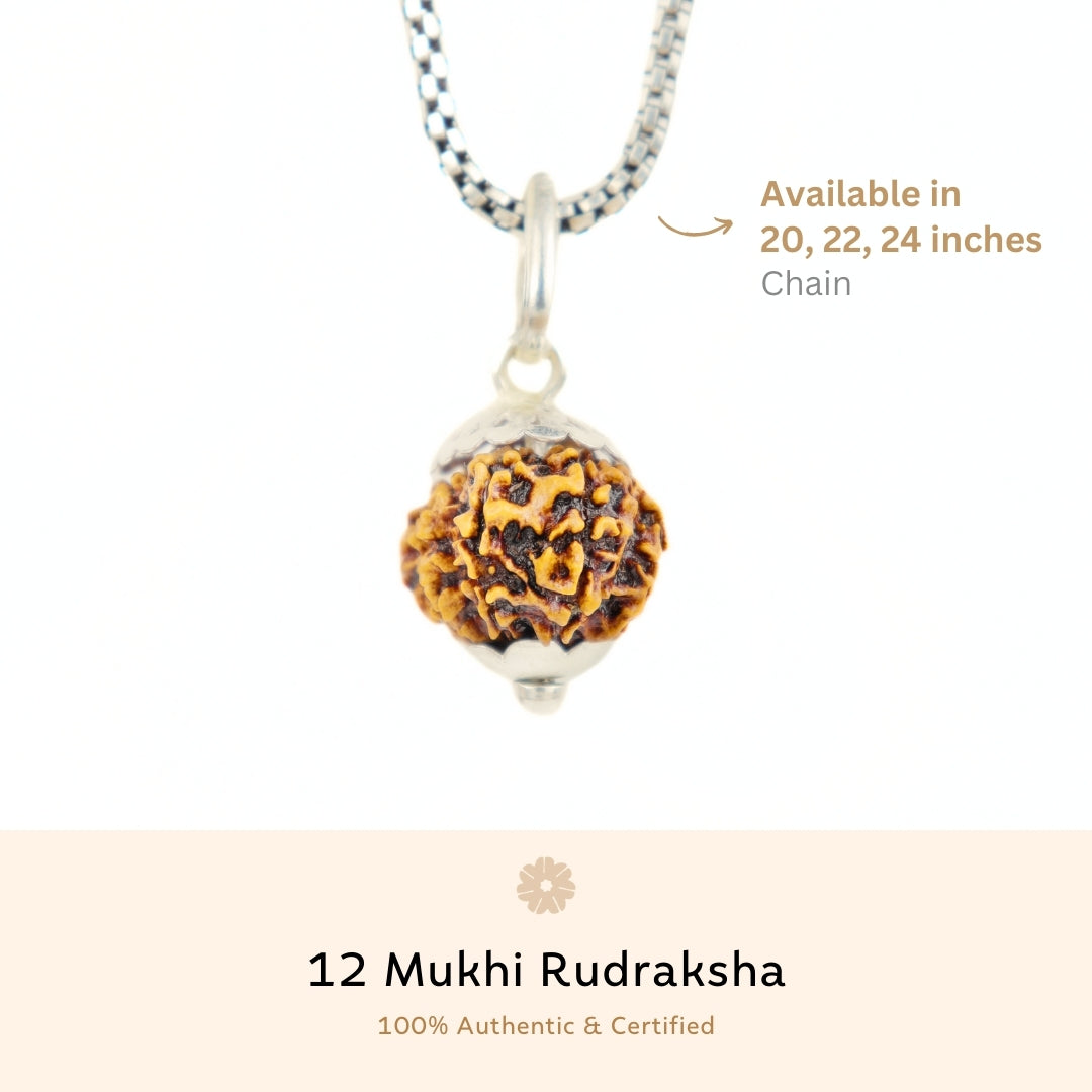 Organic Silver Capping 12 Mukhi Rudraksha Pendant With Chain
