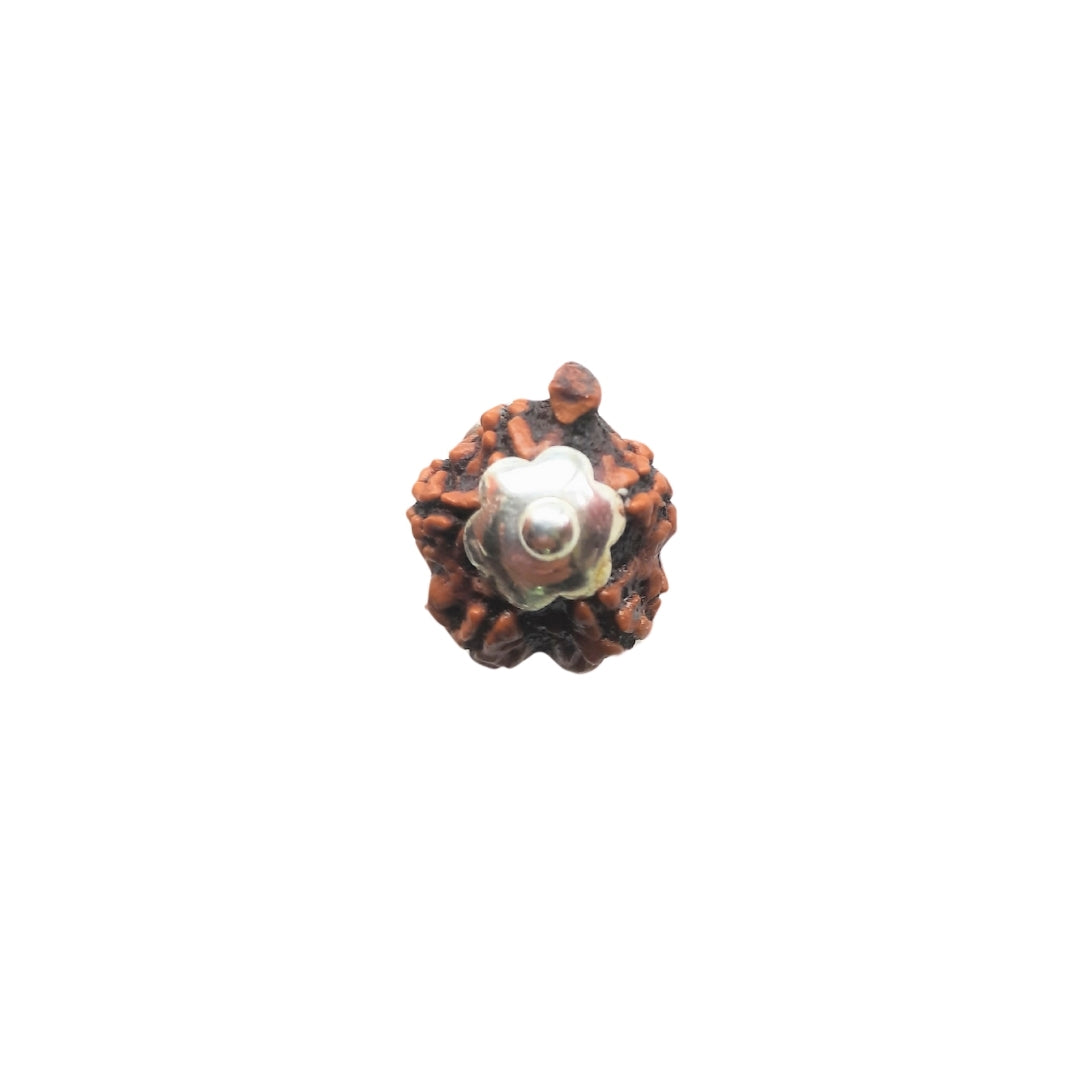 Ganesh Mukhi Rudraksha Silver Capping Pendant ( Nepali )