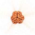 3 Mukhi Rudraksha