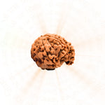 Ganesh 5 Mukhi Rudraksha