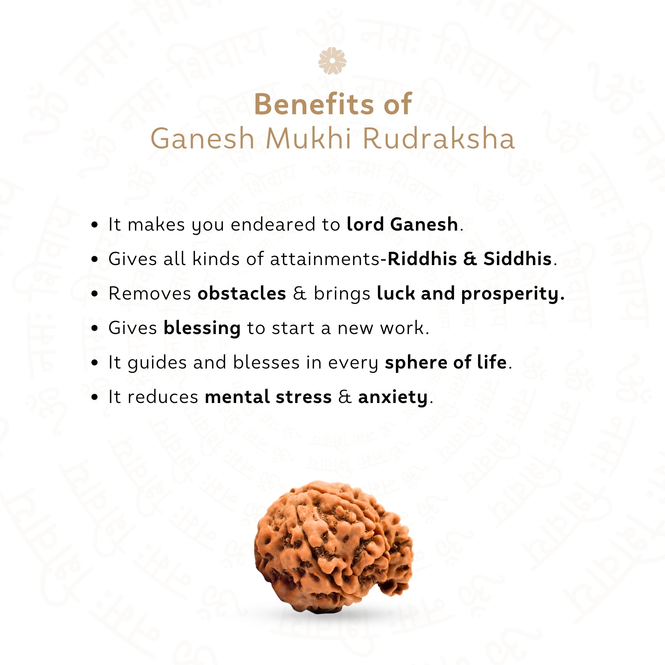 Benefits of Ganesh 5 Mukhi Rudraksha