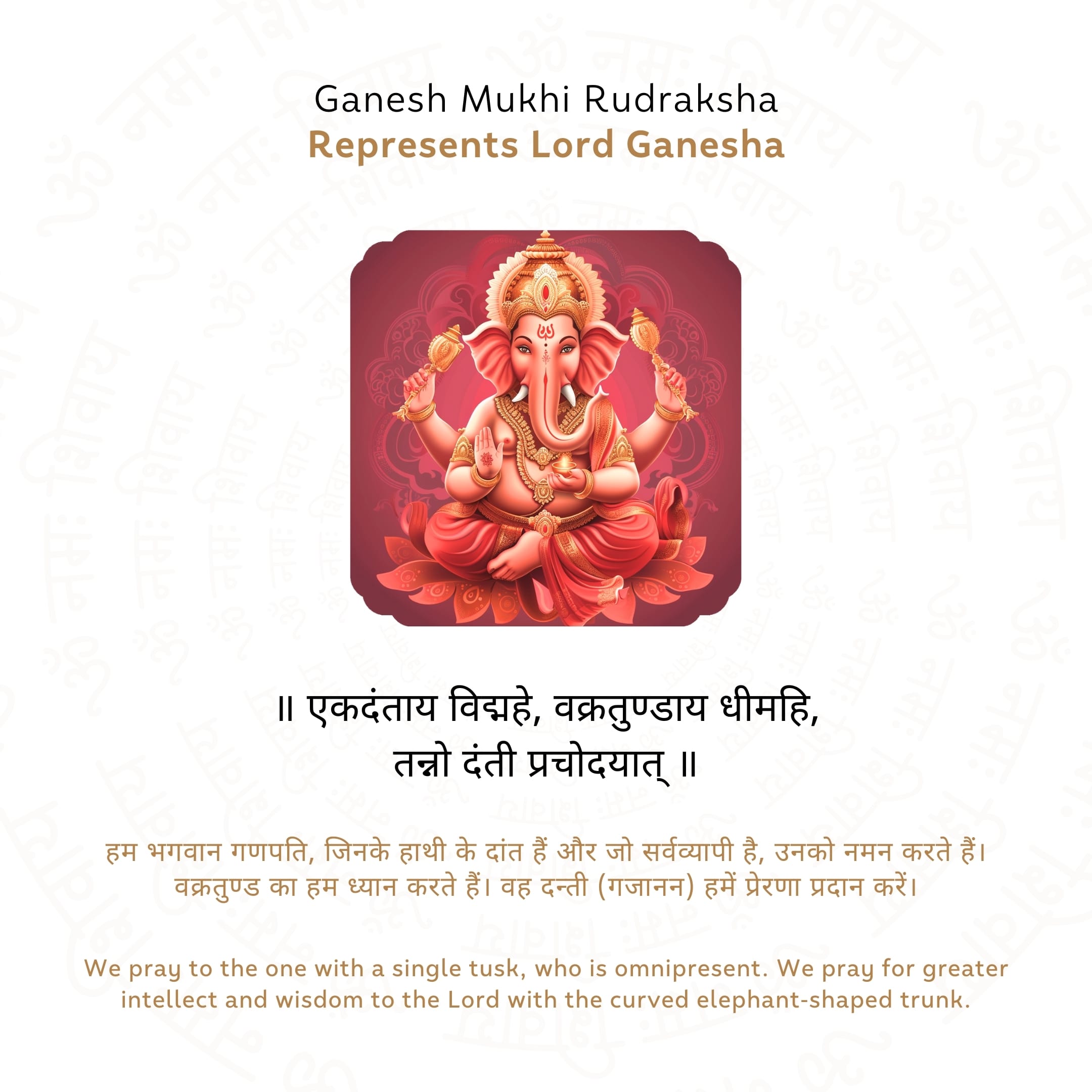 Ganesh 5 Mukhi Rudraksha Story