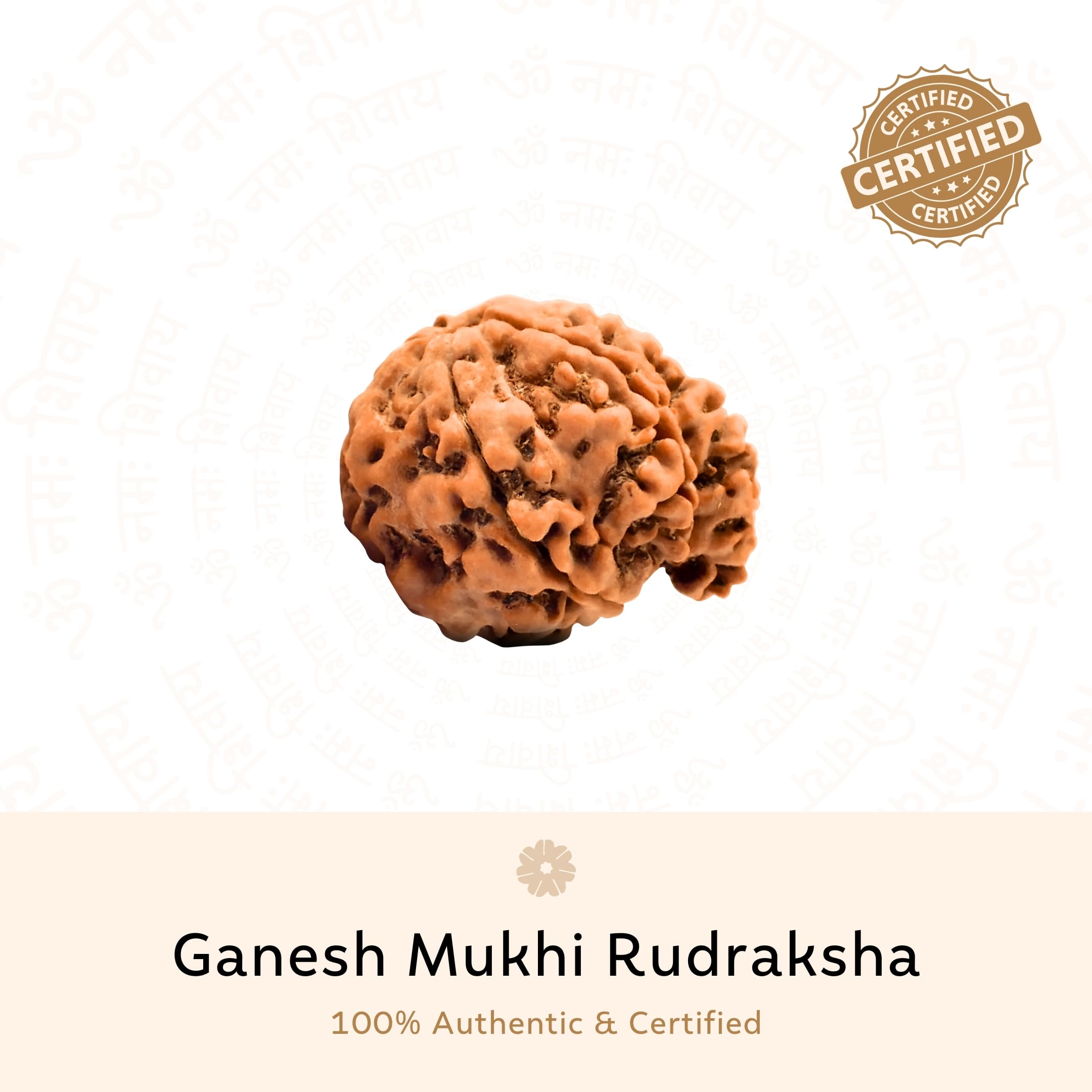 Authentic Ganesh 6 Mukhi Rudraksha
