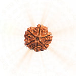 6 Mukhi Rudraksha