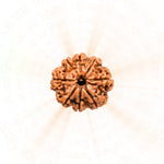 8 Mukhi Rudraksha