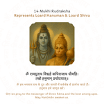14 Mukhi Rudraksha Story