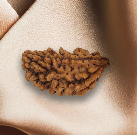 Only Rudraksha